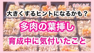 【多肉植物】【ガーデニング】多肉の葉挿し、大きく育てるヒントになるかも？