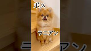 あたちポメラニアン　#shorts #ポメラニアン #可愛い #dog #music