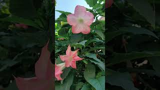 Pink Datura blooming in someones garden. #nature #datura #moonflower #beautiful #flowers