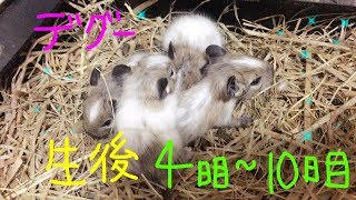 【ねばちゃんず。】産後4日目〜10日目