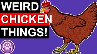 Weird Things Chickens Do That Are Actually Normal!
