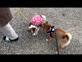 柴犬と新幹線に乗って２人旅に出ます！