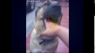 GTFO dog but it crashes