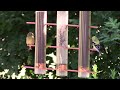 young goldfinches on a bird feeder