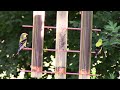 young goldfinches on a bird feeder