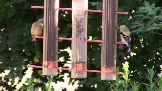 Young goldfinches on a bird feeder