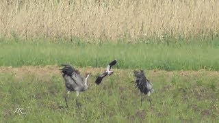 Common cranes - mating and mobbed  (Grus grus)