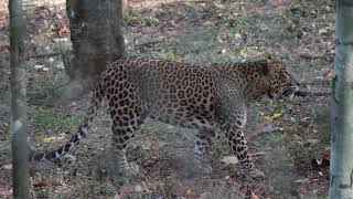 Leopards At Pilikula Nisaragadhama, Mangalore