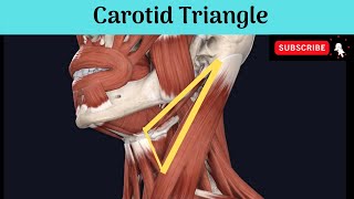 Anterior Triangle of Neck - Carotid Triangle #Anatomy #mbbs #education #bds #headandneckanatomy