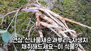 연삼(바디나물),산나물새순과뿌리~자생지,채취해드세요~이 식물/건강정보 HERBS