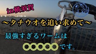 【横須賀うみかぜ公園】いつもタチウオが釣れる最強ワームは◯◯◯です。あの高級魚も釣れました。