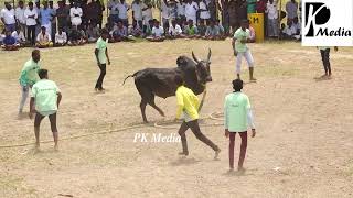 மேலூர் மில்கேட் சிங்கம்மாள் கோவில் காளையின் இராஜ கம்பீரமான ஆட்டம் | PK Media