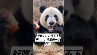 熊猫吃播panda eating show