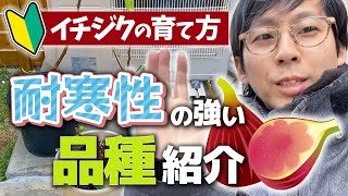 【いちじく】寒冷地でも育成できる寒さに強い品種は何か？（イチジク の育て方）