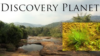 The Golden pond, Eriocaulon and beautiful water plants in Bhoothathankettu forest, India 1/2