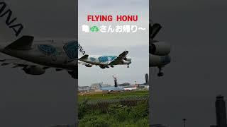 FLYING HONU お帰り～😃亀🐢ちゃんAirbus A380-841 #成田空港 #short #airbus