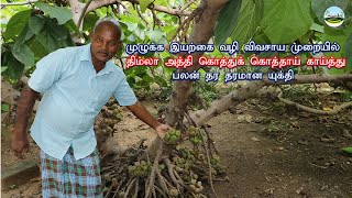 முழுக்க இயற்கை வழி விவசாய முறையில் திம்லா அத்தி கொத்துக் கொத்தாய் காய்த்து பலன் தர... தரமான யுக்தி