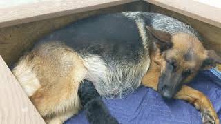 German Shepherd Litter Delivery Suspense