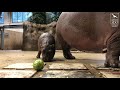 Omo's First Watermelon Smash (Kind Of)