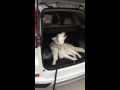 Stubborn Husky continues his reign of tantrums