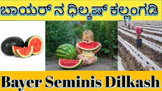 Watermelon 🍉 plantation ಕಲ್ಲಂಗಡಿ ಬೆಳೆ #bayer #seminis #dilkash #seeds