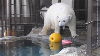 【しろくまピース】狭い足場で華麗なる動き！とべ動物園にて。