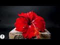 hibiscus flower time lapse 4k