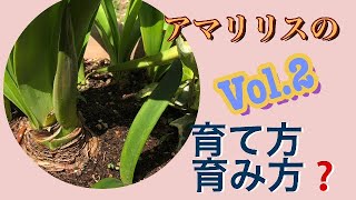 【球根植物】アマリリス、植え替えてからの成長と観察