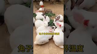 兔子适宜生存温度是多少？你知道吗 #养兔 #兔子养殖 #科学养兔  #兔子养殖 #rabbit #科学养兔