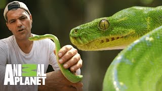 Pitón verde tiene receptores infrarrojos | Wild Frank: En busca del dragón | Animal Planet