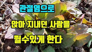 수영-무릎이 아파 앉아지내던 사람을 뛸수있게 하는 놀라운 약초! 류마티스 관절염, 퇴행성 관절염에 특효! 위장병에 특효! 방광결석, 요로결석, 신장결석을 배출한다