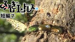 【小3・ふしぎエンドレス】夏の昆虫の探し方