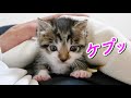 ミルクを飲んだあとに大きなゲップをする子猫が可愛すぎたw