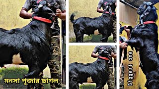 Manasa Pujar Cagol 2021।।  Biggest One।। For Sale।। মনসা পূজার ছাগল ২০২১।। সার্বজনীন পূজা।।