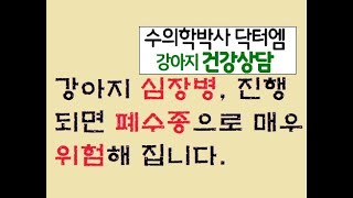 강아지 심장병이 발전한 폐수종 어떻게 대처해야 하나요?