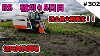 R5 稲刈り５日目　　過去最高難易度！　湿田倒伏で大変でした！