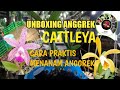 CARA MENANAM ANGGREK BELI ONLINE || UNBOXING ANGGREK @anggreksolis