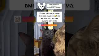 Можливо вже 5 клятва на все життя? Гумор Сміх