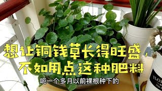 想让铜钱草长得旺盛，不如用点这种肥料