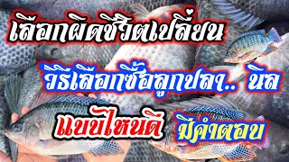 ปลานิล, วิธีเลือกซื้อลูกปลานิล@ไพศาล​พันธุ์​ปลา​