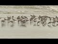 great knot feeding on the shoreline birding in thailand