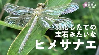 昆虫みっけ！085: 羽化したてのヒメサナエ？@群馬神流川 (Sinogomphus flavolimbatus)