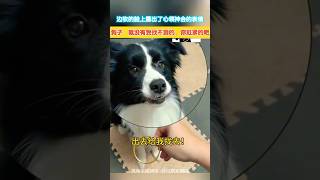 狗；要找這個是吧！好給你找！為什麼還害怕不要呢！#dog #萌寵 #狗狗 #搞笑 #聰明的狗子 #邊牧 #可愛