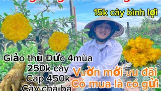 25-12-2024☎️0364712144 E,Duy📲mai giống mai Tết giá rẻ 15k cây 10ma số cuối líp cả nhà ủng hộ