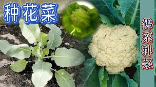 Cauliflower  | Experience Sharing of Growing Cauliflower in German Home Garden