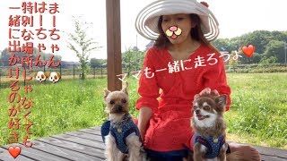 特別なことはしなくても一緒にお出かけしたいチワワちゃんとヨーキー君🐶💕🐶✨