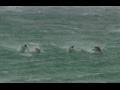 Penguins jumping out of the waves (Porpoising)