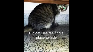 Did Cat Desiree find a place to hide ? 🐈 #shorts