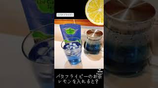 【お家カフェ】バタフライピーのお茶レモンを入れると？