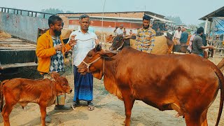 @আজ ১০ ফেব্রুয়ারী ২৫ | বাচ্চাসহ শাহিওয়াল গাভী গরুর দাম | রানীগঞ্জ হাট | দিনাজপুর